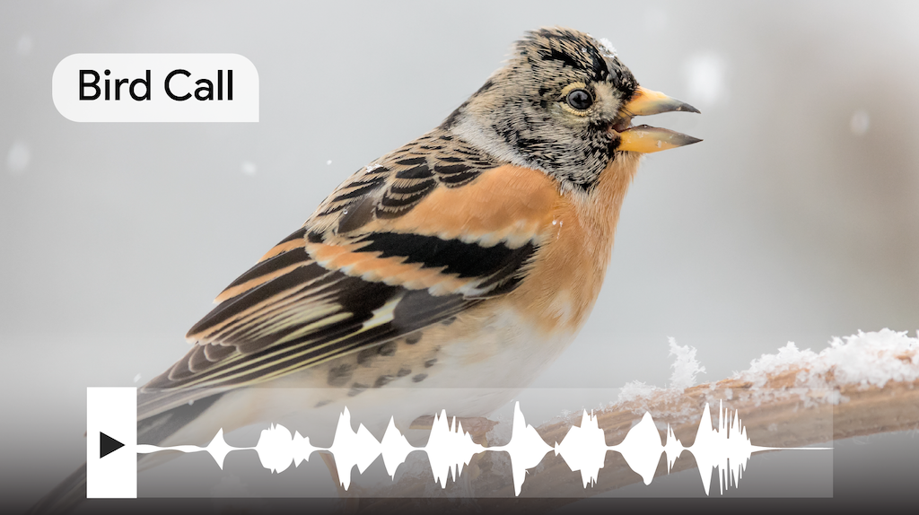 Waveform of a bird call superimposed over a photograph of the
bird whose call the waveform matches.